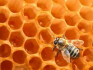 Le Miel de Mon Petit Rucher apiculteur