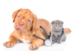 Urgences Vétérinaires Lyon vétérinaire