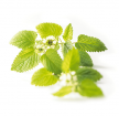 Naturopathie, Réflexologie, Chi Nei Tsang et Access Bars naturopathe