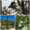 Entreprise Mr capello élagueur grimpeur Arboriste