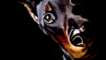 Un Chien Au Poil