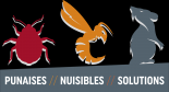 Punaises Nuisibles et Solutions désinfection, désinsectisation et dératisation