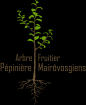 Pépinière Mairôvosgiens